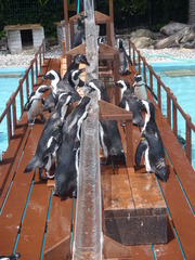 まるで流しそうめん！？流れるアジを追いかけてペンギン達が奮闘します
