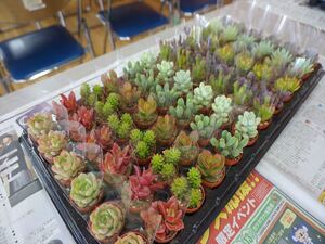 各種の多肉植物