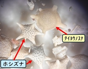 星の砂を探してみよう