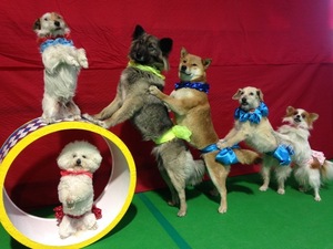 わんわん大サーカス（静岡　第225812007号　展示　（有）内田芸能社　内田志保）