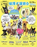 保護犬と出会える譲渡会とマルシェを同時開催。 新しい家族を待つワンコに会いに来てください。