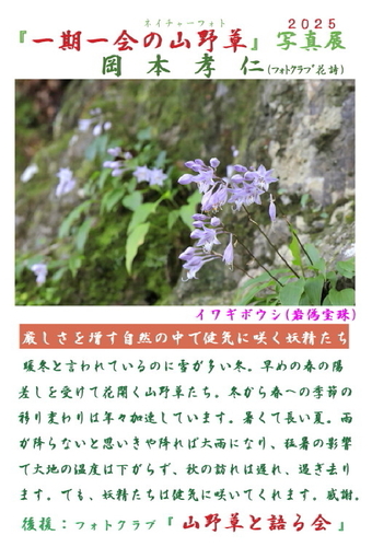 『一期一会の山野草』写真展 2025　岡本孝仁 個展