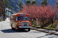 日本で最も早咲きの土肥桜を愛でる