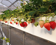 いちご狩り＜Baby Berry Farm（ベビー・ベリー・ファーム）＞