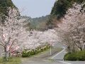 獅子ケ鼻公園の桜