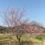 白ふじの里 アーモンドまつり