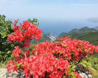 標高519メートルの山頂からの風景と満開のツツジを満喫