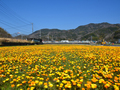 松崎町 田んぼをつかった花畑