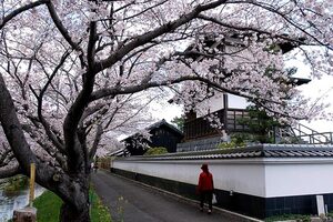 史跡建物と六間川沿いの桜並木