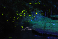幻想的な光を放ち、飛び交う自然発生のゲンジボタルを観賞
