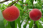 露地栽培の桃では全国で最も出荷が早い「長田の桃」