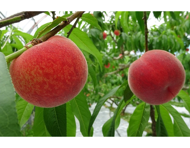 露地栽培の桃では全国で最も出荷が早い「長田の桃」