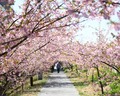 麻機遊水地の桜