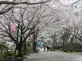 熱川桜坂公園の桜