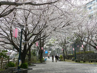 ＜ソメイヨシノ約40本＞　熱川温泉へと続く坂の途中にある桜のきれいな公園【公園】