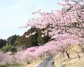 福田沢川沿いの桜