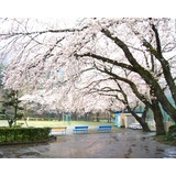 さくら咲く学校の桜