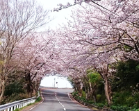 ＜ソメイヨシノ約40本＞西伊豆の桜トンネル、夜にはライトアップも【ドライブ】【ライトアップ】