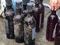 駿河湾で6カ月熟成！ロマンあふれる海底熟成ワイン