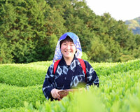 美しい茶園でお茶摘みとキウイ食べ比べ