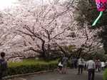 ３月下旬～４月上旬・浜松城公園さくらまつり