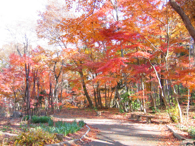 秩父宮記念公園 もみじめぐり 御殿場市 アットエス