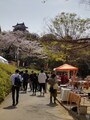 大勢が訪れる浜松城公園