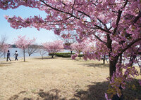 湖をバックにピンクの花が咲き誇る