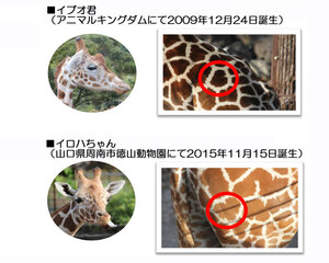 キリンのハートマーク