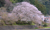 幕末の悲劇のヒロインで有名な「唐人お吉」が身を沈めた淵に咲く桜