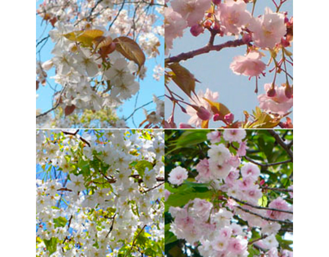 ⼭桜／松⽉／⼤島桜／⼋重紅⼤島