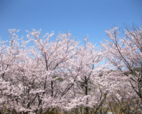 ＜ソメイヨシノ、河津桜、寒桜他 約270本＞公園を散策しながらお花見が楽しめます【ライトアップ】【公園】