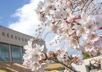 ＜ソメイヨシノ約150本 他＞さまざまな桜が見頃を迎えます