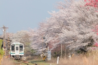 奥浜名湖で春の花めぐり！【公園】【まつり】