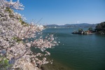 三ヶ日町瀬戸の桜