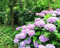 涼しげな藍色に包まれ、静かなひとときを。