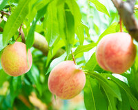 4種類の桃を収穫しよう