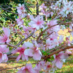 ⼗⽉桜（秋桜）