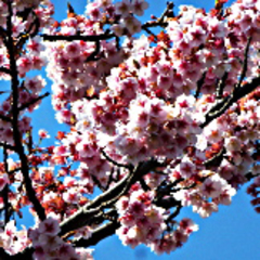 熱海桜