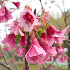  寒緋桜