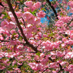 河津桜