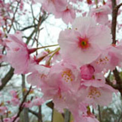 陽光桜