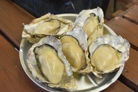 広島県江田島産の牡蠣を毎日産地直送