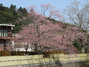 シュゼンジカンザクラ（修善寺寒桜）／竹林の小径