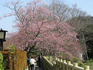 シュゼンジカンザクラ（修善寺寒桜）／竹林の小径