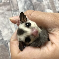 ベタ慣れのフクロモモンガに是非触れてみて下さい。