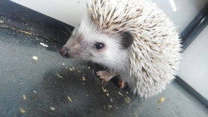 ハリネズミもペットとして大人気！