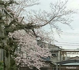 上部伐採前の桜。