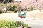 駐車場は河津桜園内にありますので路上駐車しないようお願いします