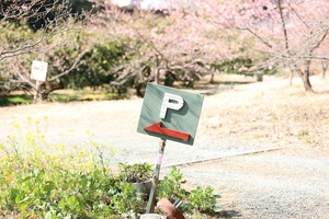 駐車場は河津桜園内にありますので路上駐車しないようお願いします